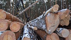 Мораторий на вывоз леса: отменить нельзя оставить