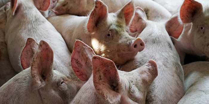 Африканская чума свиней поразила Николаевскую область