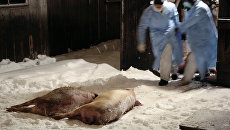 В Мариуполе обнаружена африканская чума свиней