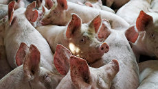 Эксперт: На Украине действует крупный нелегальный рынок инфицированной свинины