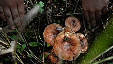 Людей могут начать хоронить в гробах из грибов