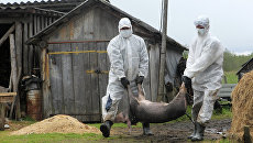 На Украине зафиксированы новые вспышки африканской свиной чумы