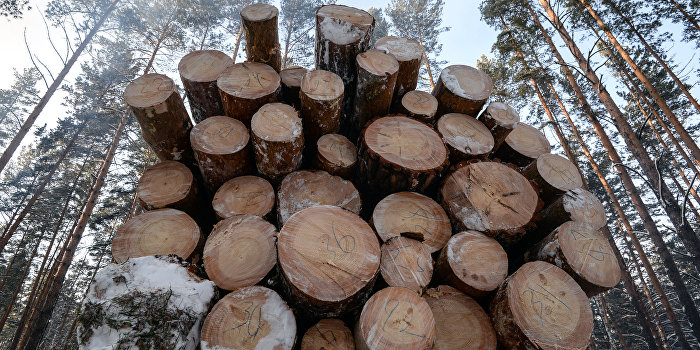 Рада и Кабмин готовят закон для вывоза леса из Украины