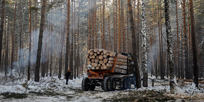 «Укрпромвнешэкспертиза»: Лесозаготовка и деревообработка Украины ушли в тень