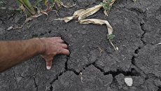 Крымские аграрии рассказали об убытках из-за засухи