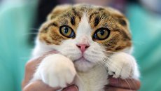 Просто звери: На Украине запустили систему интернет-регистрации котиков и собачек