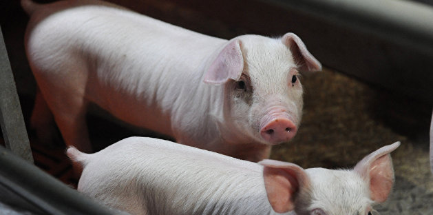 Пытался унести свинью в пакете: украинского студента поймали на краже с фермы