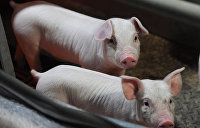 За четыре года число свиней на Украине сократилось на 40%