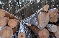 Потери Украины от отмены моратория на экспорт леса-кругляка несоизмеримы с кредитом от ЕС