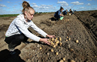 Коронавирус: украинцев пообещали отправить на картошку, но не всех