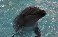 В Крыму рассказали о судьбе украинских боевых дельфинов