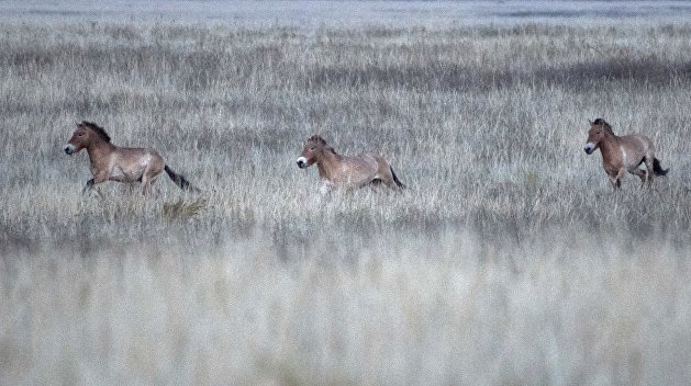 Численность лошадей Пржевальского в Чернобыльской зоне перевалила за сотню Численность лошадей Пржевальского в Чернобыльской зоне перевалила за сотню