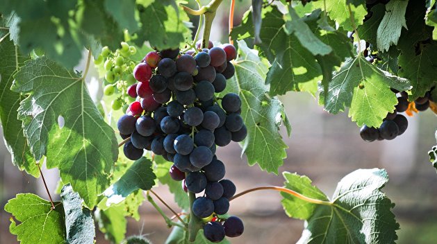 «Криминальный поджог»: Французский винодел обвинил Порошенко в порче виноградников