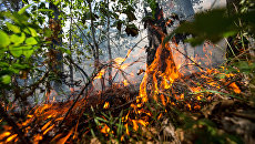 Леса под Ичней горят спустя почти полмесяца после взрывов на арсенале