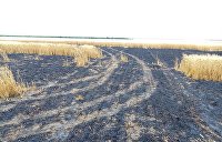 Кадастровая служба Черниговской области выдала гектары земли умершему человеку