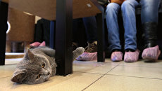 Вакансию обнимателя котов открыли в одной из ветеринарных клиник Черкасс