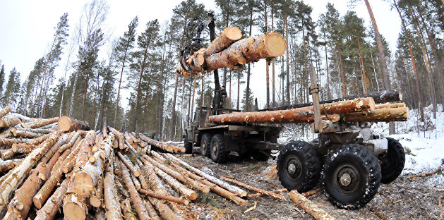 ЕС победил карпатский лес: власти Украины не способны защитить природные ресурсы страны