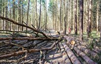 Депутат: Вырубка карпатских лесов разрушит экосистему Украины