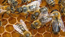 Пьяные пчелы на Волыни массово убивают трезвых сородичей, во всем виноват новичок