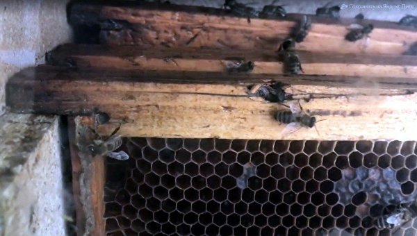 В Крыму разыскали уникальную таврическую пчелу, которая накормит медом Россию В Крыму разыскали уникальную таврическую пчелу, которая накормит медом Россию