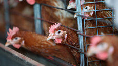 Неевропейский экспорт: украинские курицы отправились кормить Саудовскую Аравию