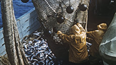 Глава Ассоциации рыболовов рассказал, когда и почему Украина потеряет рыбную отрасль