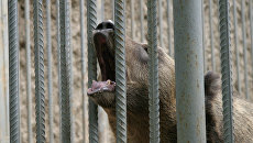 «В глазах безнадежность»: животные умирают от голода в частном зверинце под Харьковом