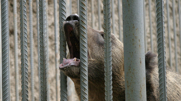 «В глазах безнадежность»: животные умирают от голода в частном зверинце под Харьковом