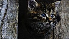 Заживо замуровали котов в подвале: зоозащитники Днепра бьют тревогу