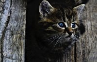 Заживо замуровали котов в подвале: зоозащитники Днепра бьют тревогу