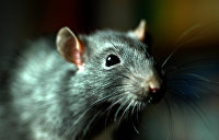 Крупные агрессивные крысы наводнили города США из-за коронавируса — видео
