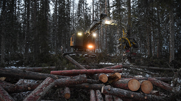 Украина готовит свои леса к «распилу»: назван срок возобновления экспорта необработанной древесины