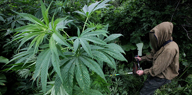 «Аграрная сверхдержава»: на Украине обнаружили гигантскую плантацию гибридной марихуаны