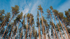 Почти 8% лесов на Украине никем не охраняются – председатель Гослесагентства