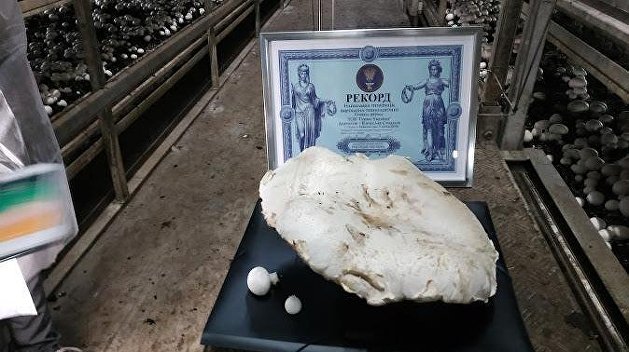 Под Киевом вырастили гриб-гигант весом почти 4 кг