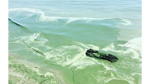 «Море заболело»: Одесситы боятся купаться из-за ядовитой воды «Море заболело»: Одесситы боятся купаться из-за ядовитой воды