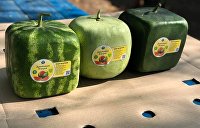 Одесский фермер решил подарить Зеленскому первый украинский квадратный арбуз