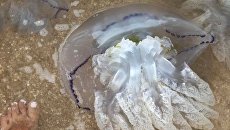 Наводят ужас: в Бердянске отдыхающие сняли на видео нашествие медуз