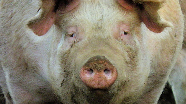 Дания потеснила Польшу на украинском рынке свинины