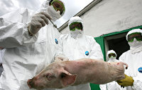 Стратегический запас. На Украине нашли оригинальное решение проблемы больных чумой свиней