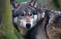 Разгуливают по дворам и убивают: волки держат в страхе жителей Винницкой области
