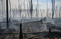 Ураганный ветер раздул масштабный пожар в одесском природном парке