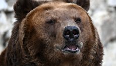 Мигрировали из Белоруссии: в Чернобыльской зоне впервые за 100 лет появились медведи