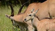 Органический экспорт: Украина накормит китайцев херсонскими антилопами