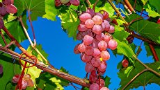 Жертва санкций: Украина прощается с виноградом
