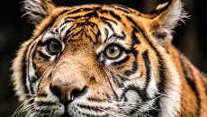 Тигр загрыз сотрудника украинского зоопарка