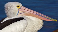 Одесские чиновники заявили, что пеликан — это рептилия