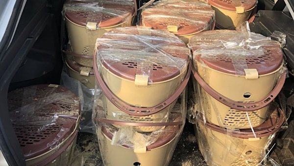 Контрабандисты с десятками мартышек пытались прорваться из Украины в РФ Контрабандисты с десятками мартышек пытались прорваться из Украины в РФ
