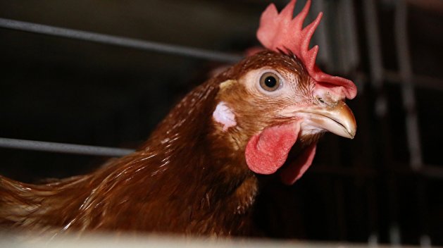 Украинца осудили на 5 лет за убийство курицы
