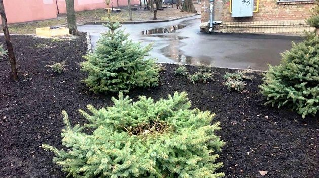 В Киеве зафиксировали первые случаи предновогоднего варварства В Киеве зафиксировали первые случаи предновогоднего варварства